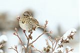 Lincoln's Sparrow